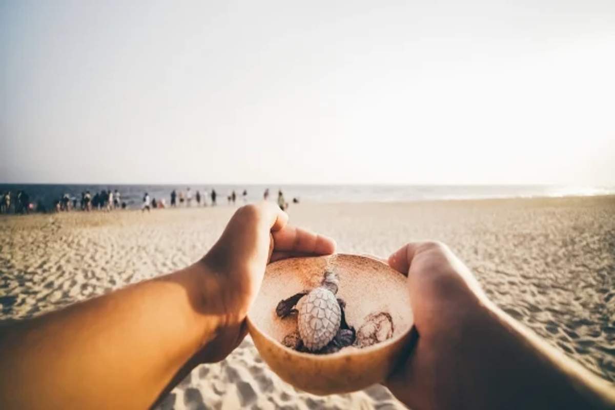 Hands holding a bowl with baby turtles ready for release on a sandy beach.