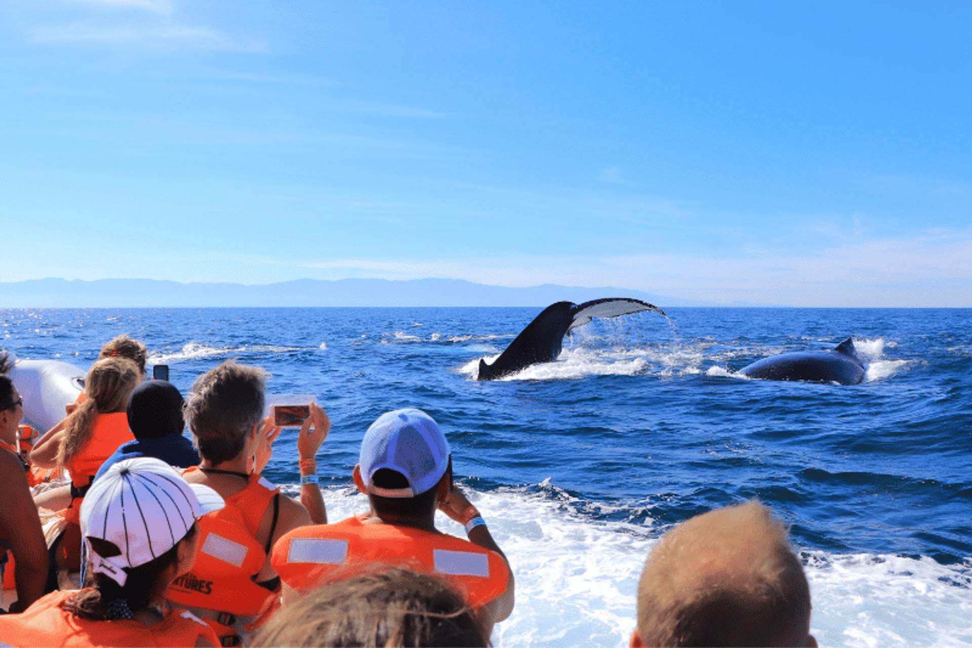 Un grupo de personas con chalecos salvavidas observando dos ballenas en el océano desde un bote. La cola de una ballena es visible sobre el agua mientras se sumerge, mientras que la otra ballena sale a la superficie cerca bajo un cielo azul claro.