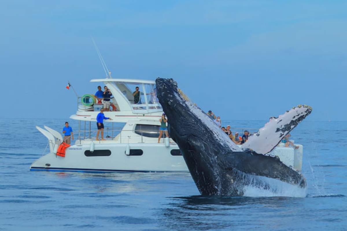 Tourists on a boat watch a humpback whale breaching during a whale watching tour in Puerto Vallarta.