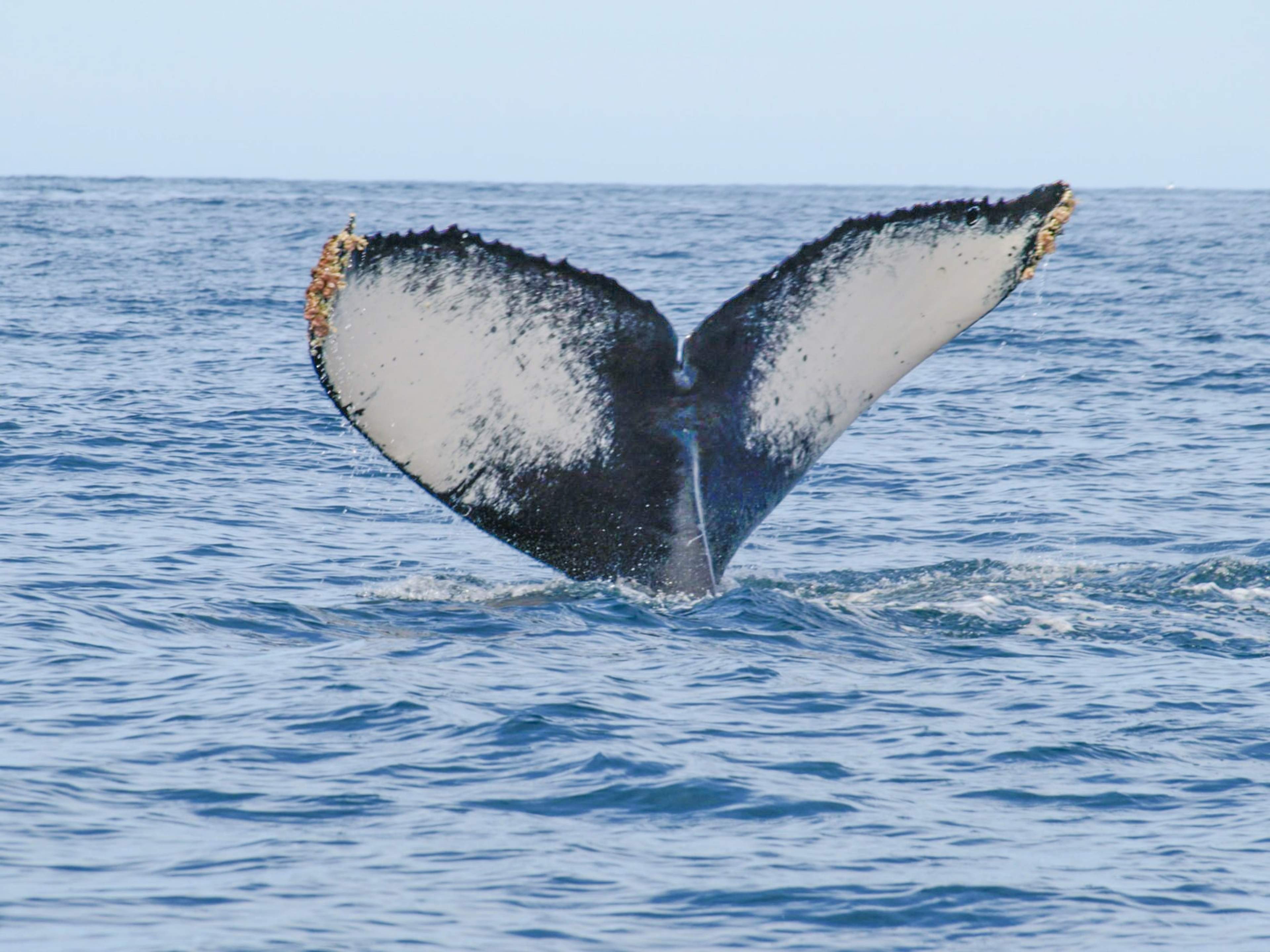 Primer plano de la cola de una ballena jorobada sobre la superficie del océano, mostrando el distintivo patrón blanco y negro.