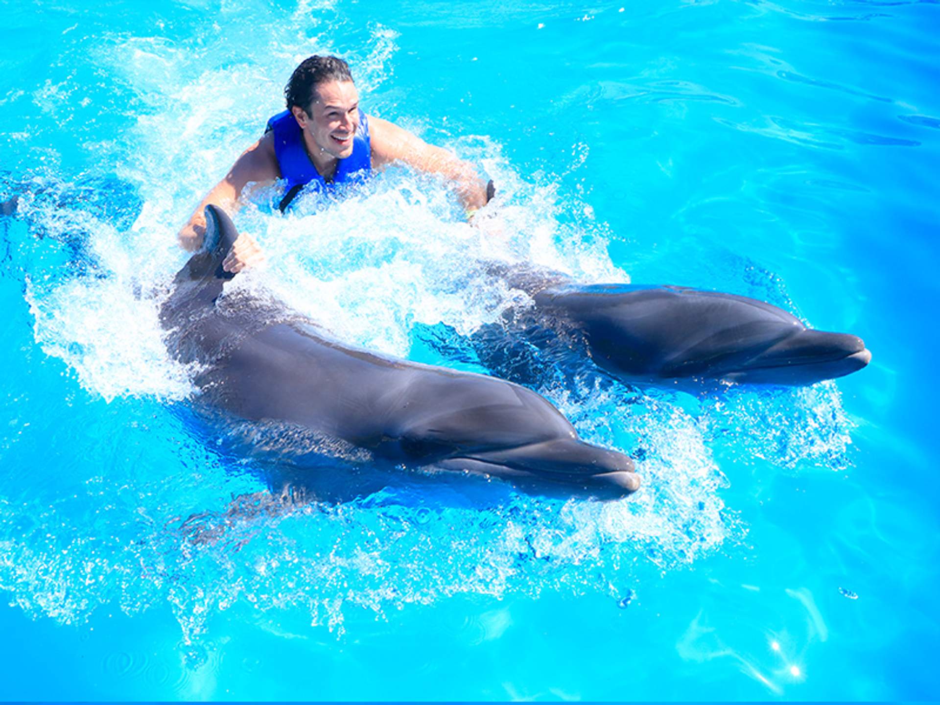 A man in a life jacket is smiling while holding onto two dolphins swimming in a bright blue pool.