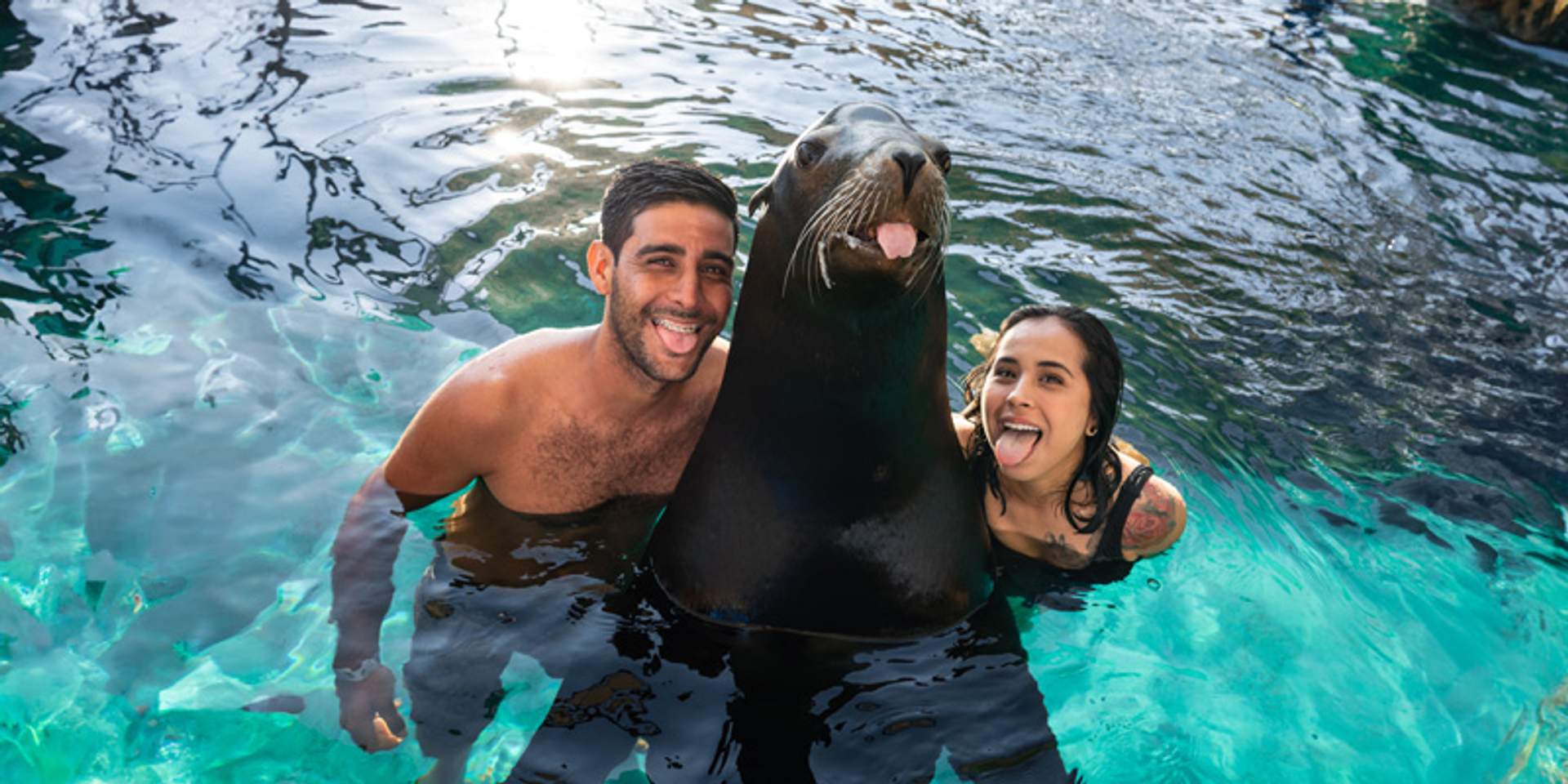 Swim with Sea Lion in Vallarta