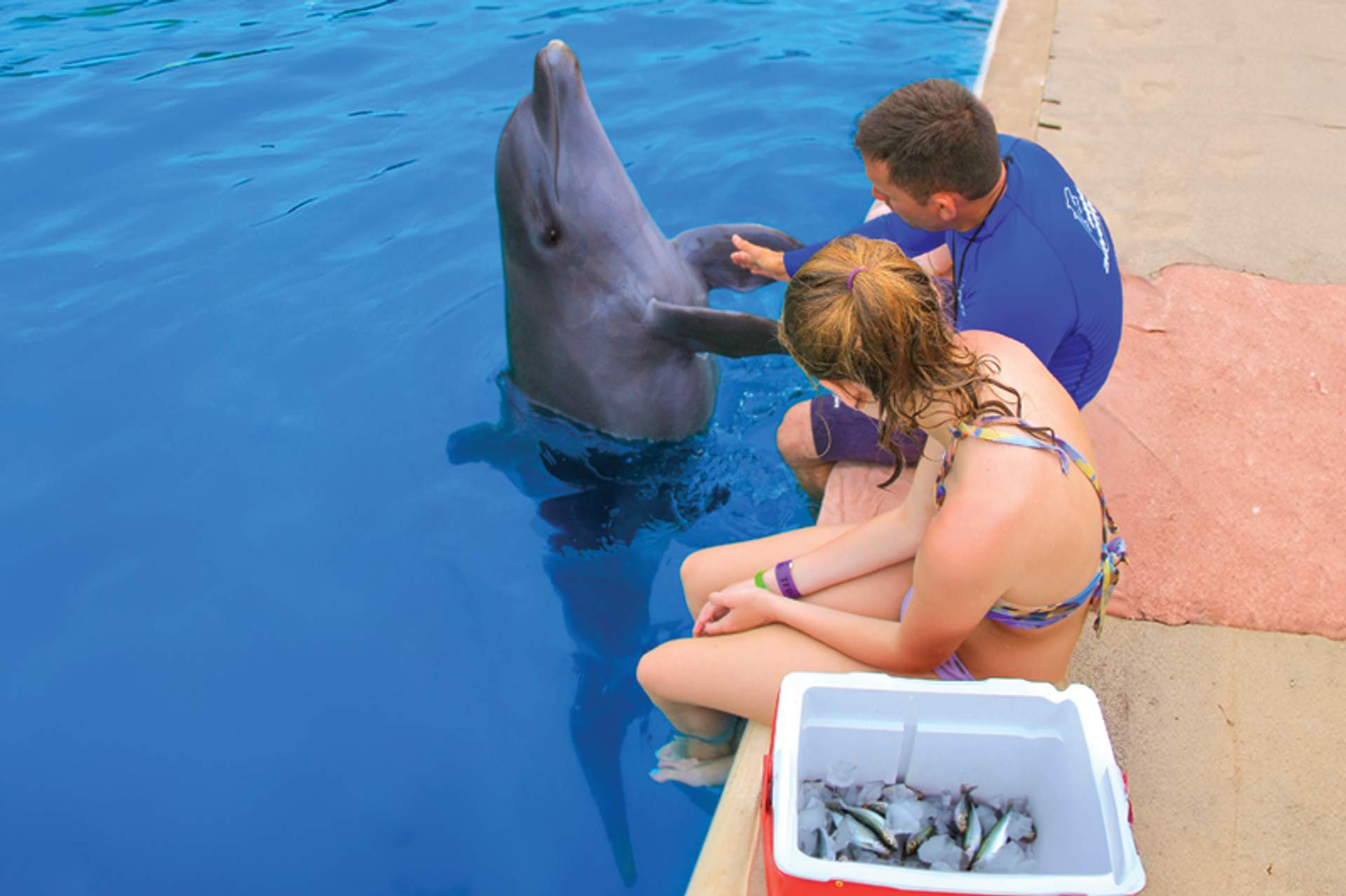 A woman and a trainer interacting with a dolphin at the edge of a pool. The woman is sitting with a cooler of fish beside her, and the dolphin is partially out of the water.