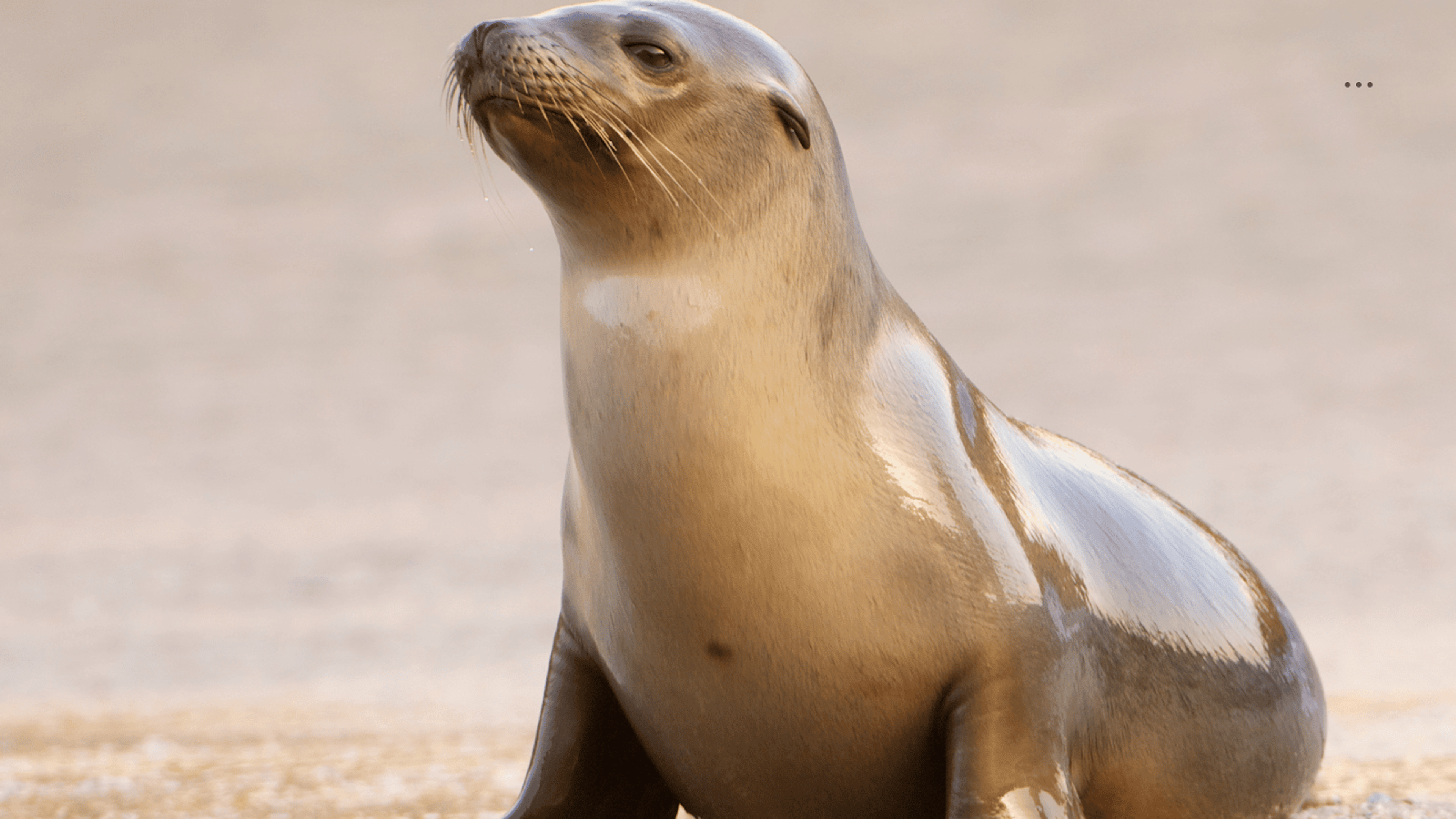 Un león marino de California sentado en una playa de arena, mostrando su pelaje liso y húmedo y sus distintivos bigotes, mirando hacia el horizonte.