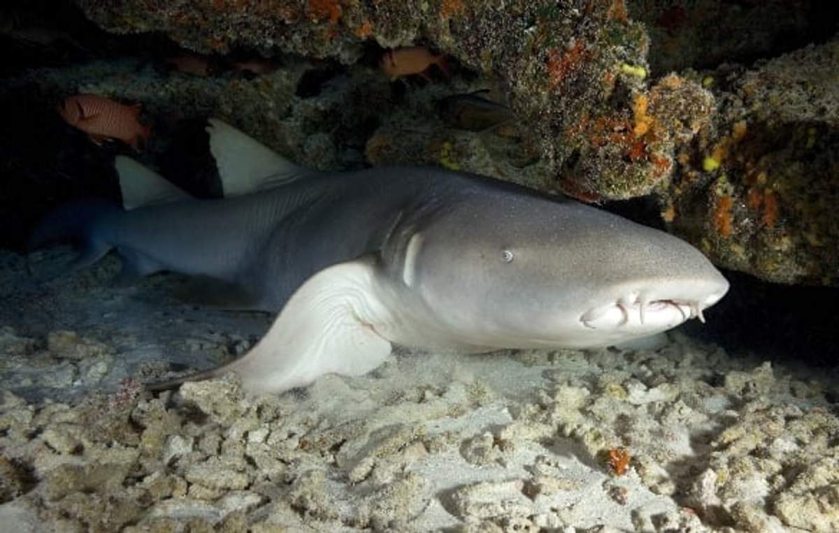 A nurse shark rests on the sandy ocean floor beneath a rocky overhang.