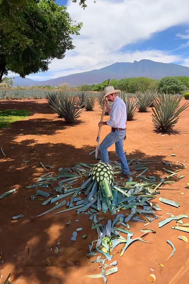 Jimador en Tequila Jalisco durante tour privado desde Puerto Vallarta.