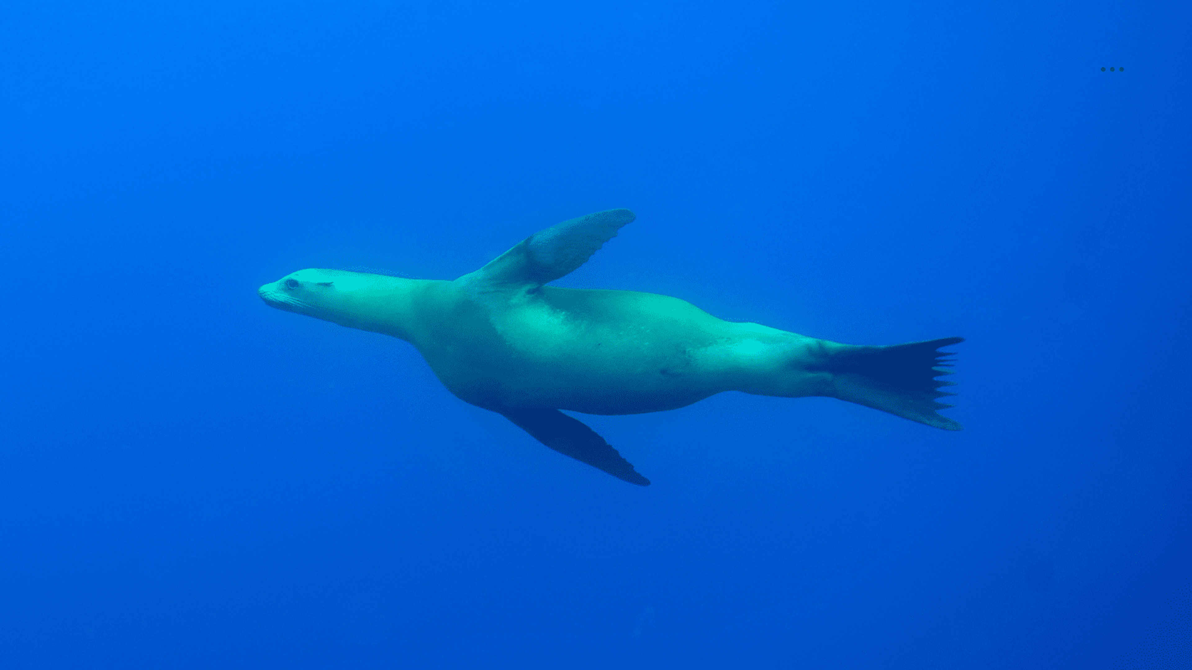 Un león marino de California nada graciosamente bajo el agua, mostrando su cuerpo aerodinámico y poderosas aletas contra un fondo azul profundo.