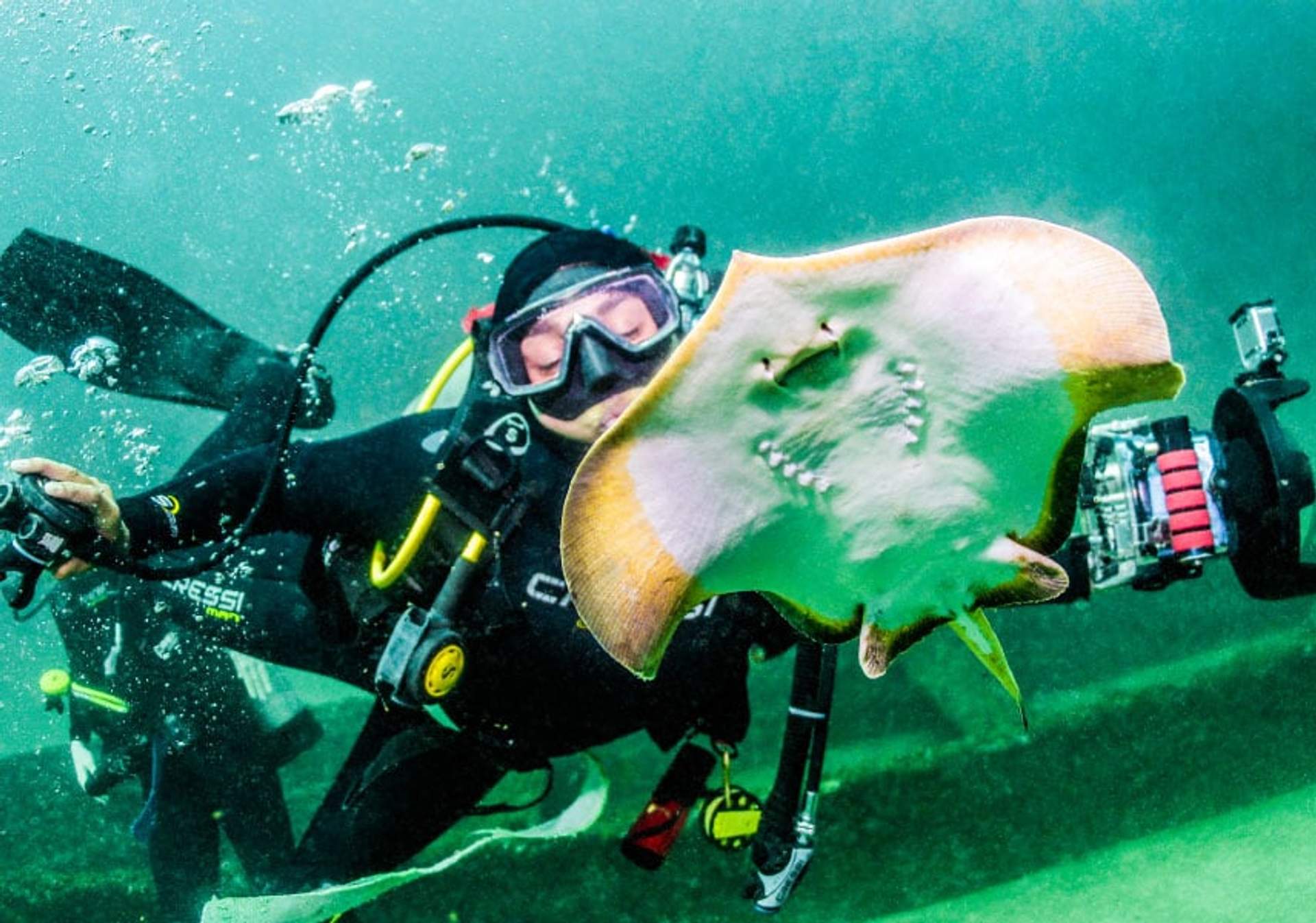 Buceador interactuando con una mantarraya dorada, capturando su vientre claro y aletas anaranjadas en aguas poco profundas.