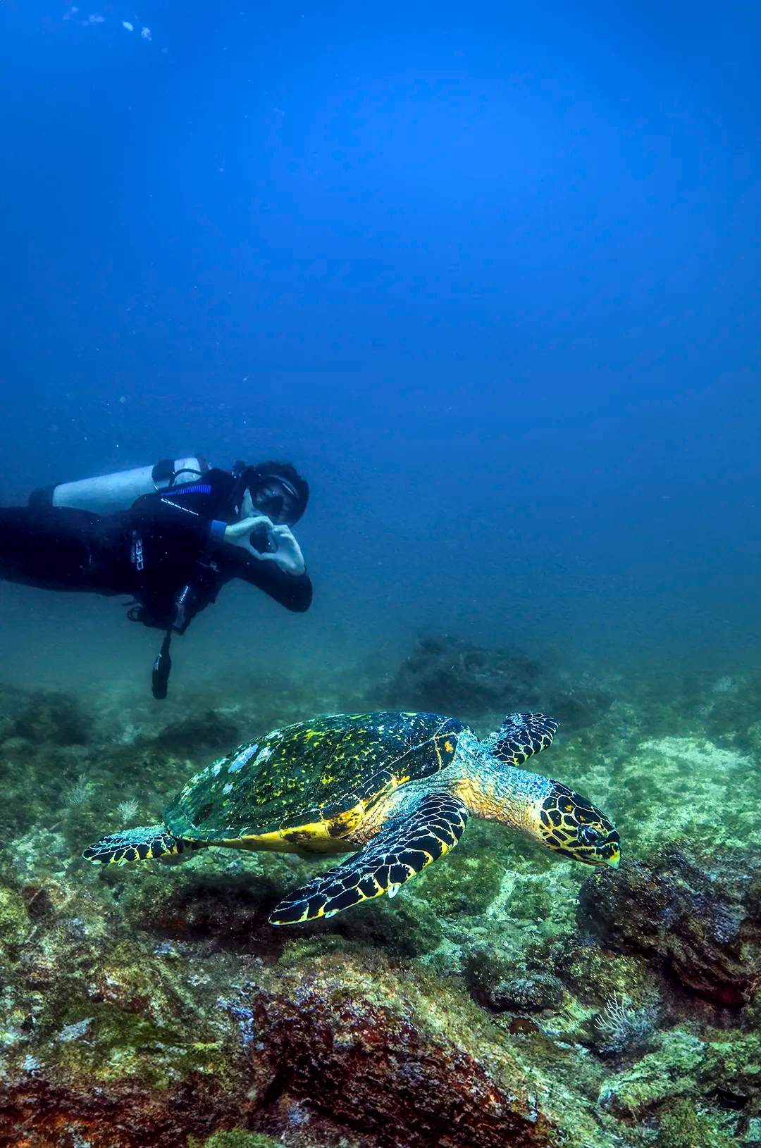 Tortuga marina vista durante un tour de Buceo en Los Arcos Puerto Vallarta.
