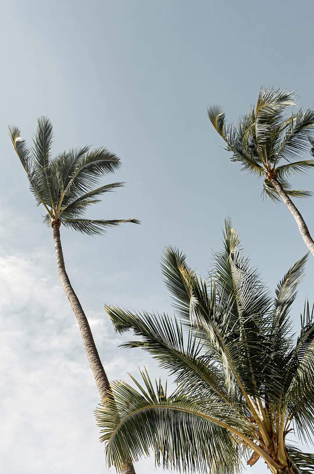 Tropical surroundings at Majahuitas beach.