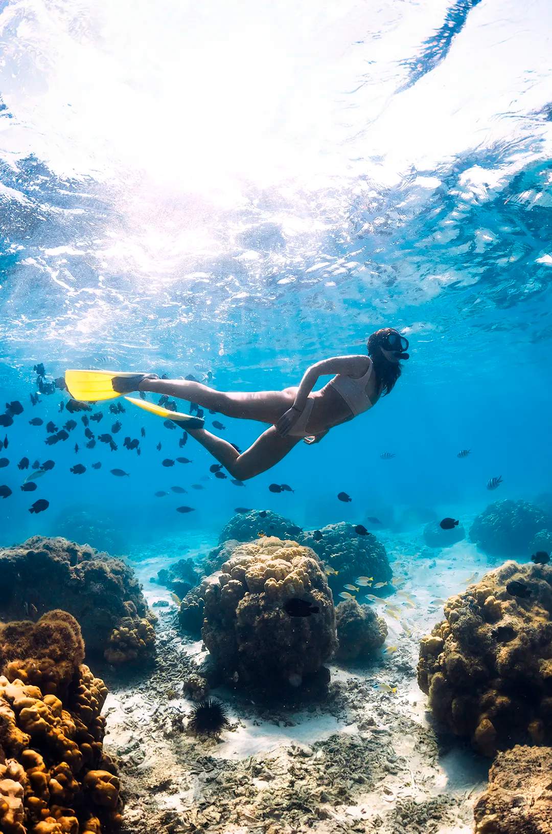 A woman is snorkeling and discovering the vibrant marine life that inhabits the Marietas Islands.