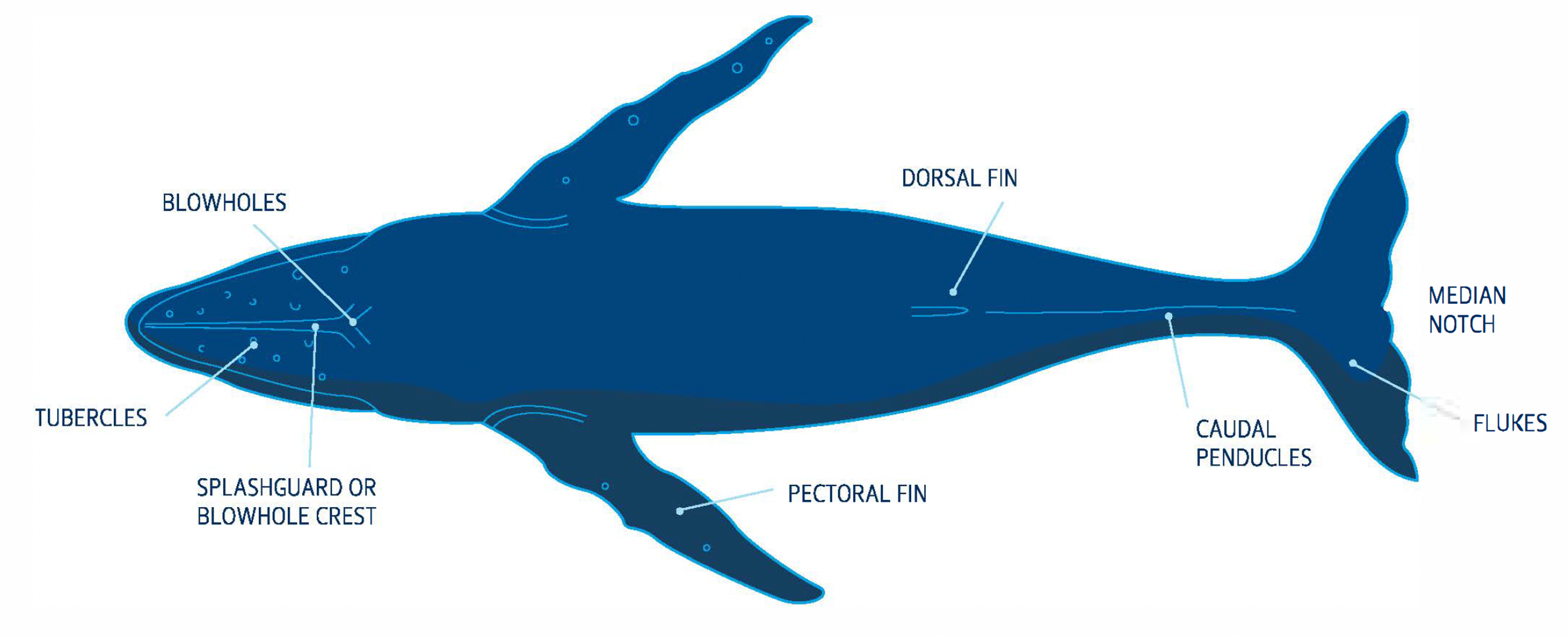 Diagrama de una ballena mostrando partes etiquetadas: espiráculos, aleta dorsal, aleta pectoral, tubérculos, pedúnculos caudales, lóbulos y salpicadera.