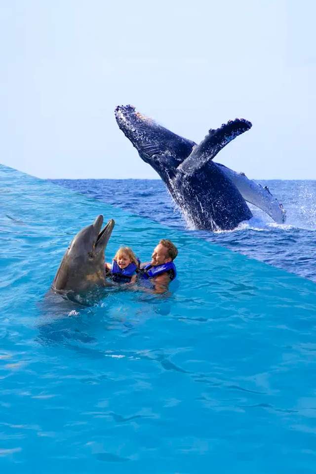 Embark on a whale watching tour and swim with dolphins in one day on a fantastic Puerto Vallarta Tour Package.
