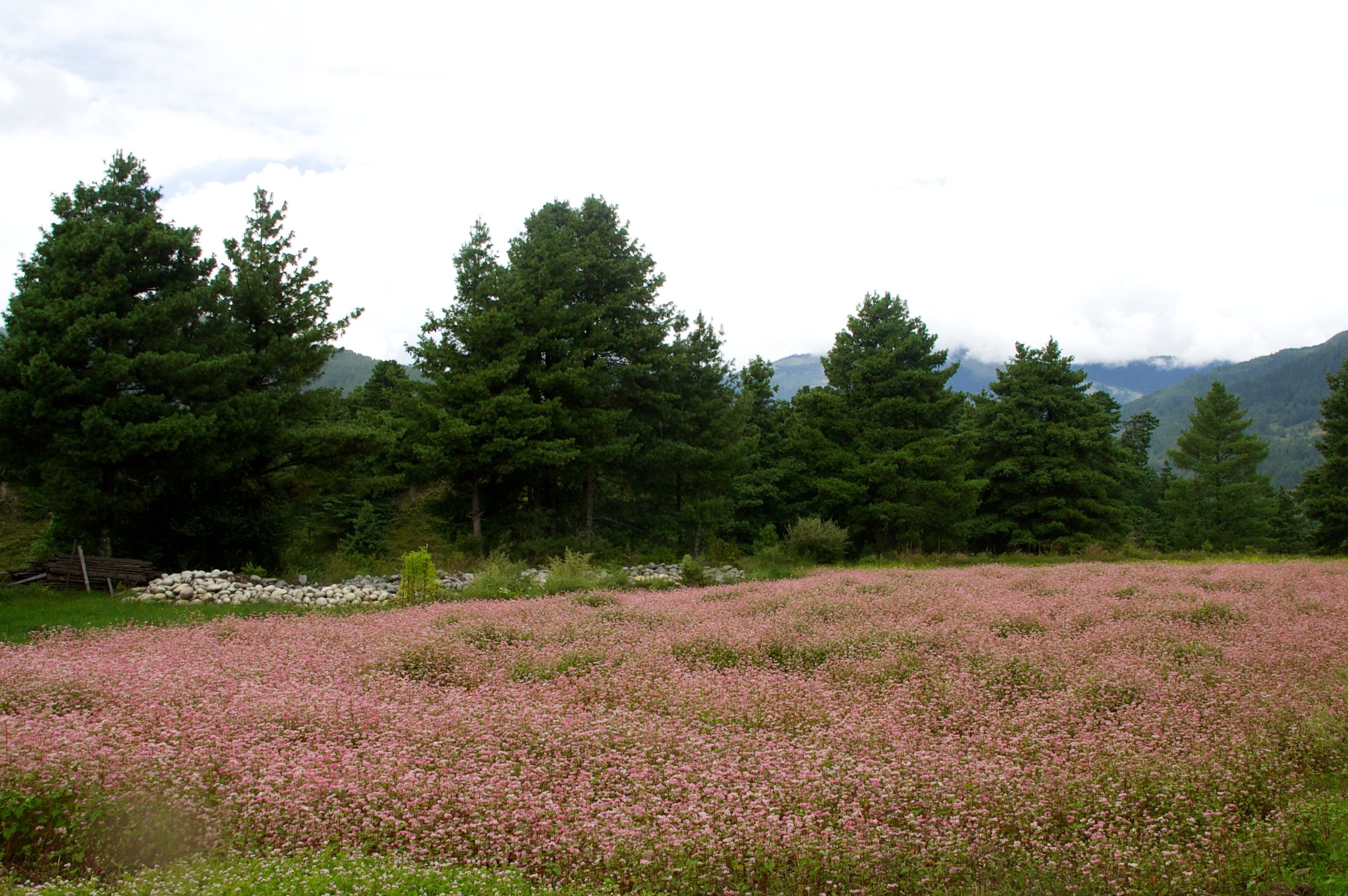 A field of pink-flowering buckwheat in front of a row of tall conifers, with mountains in the distance.