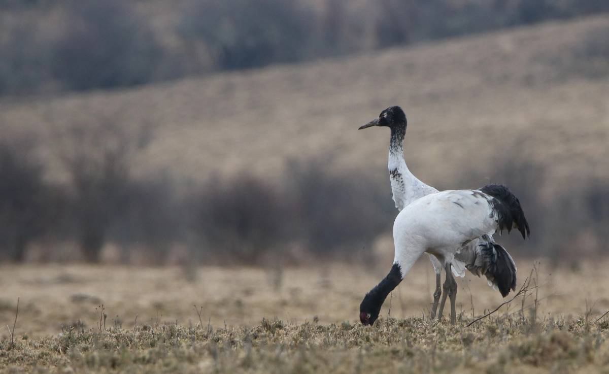 Two black-necked cranes on dry winter grassland, one with its head down feeding and the other standing behind it, with brown hillsides blurred in the background.