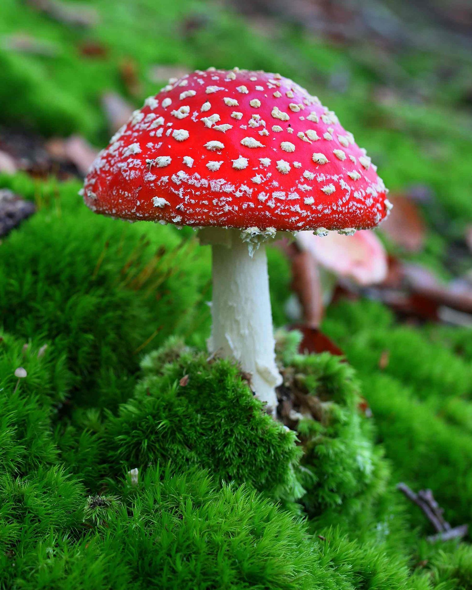 Pilze: Aussehen, Geschmack und Saison | Olavson