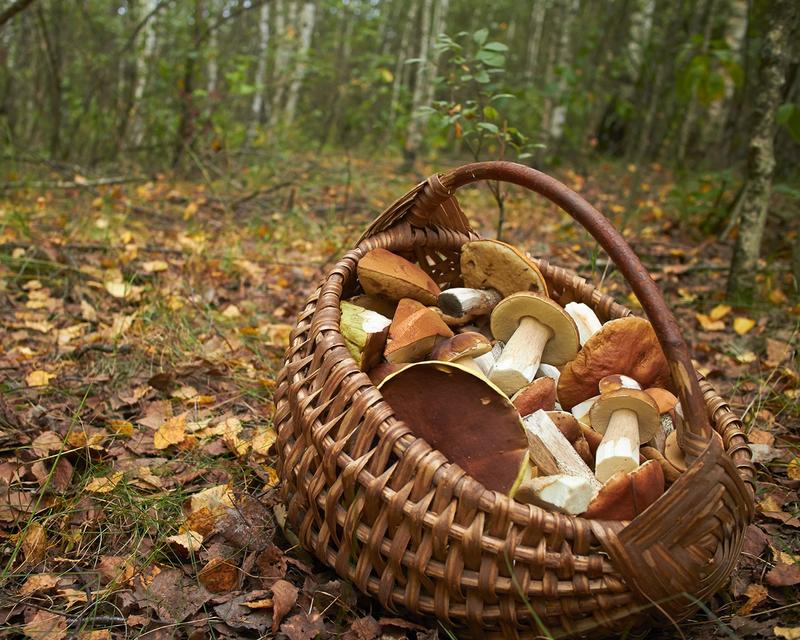 Panier de champignons avec des cèpes dans la forêt