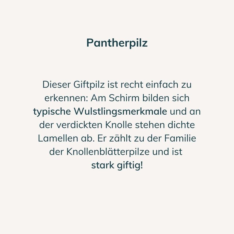 Beschreibung Pantherpilz