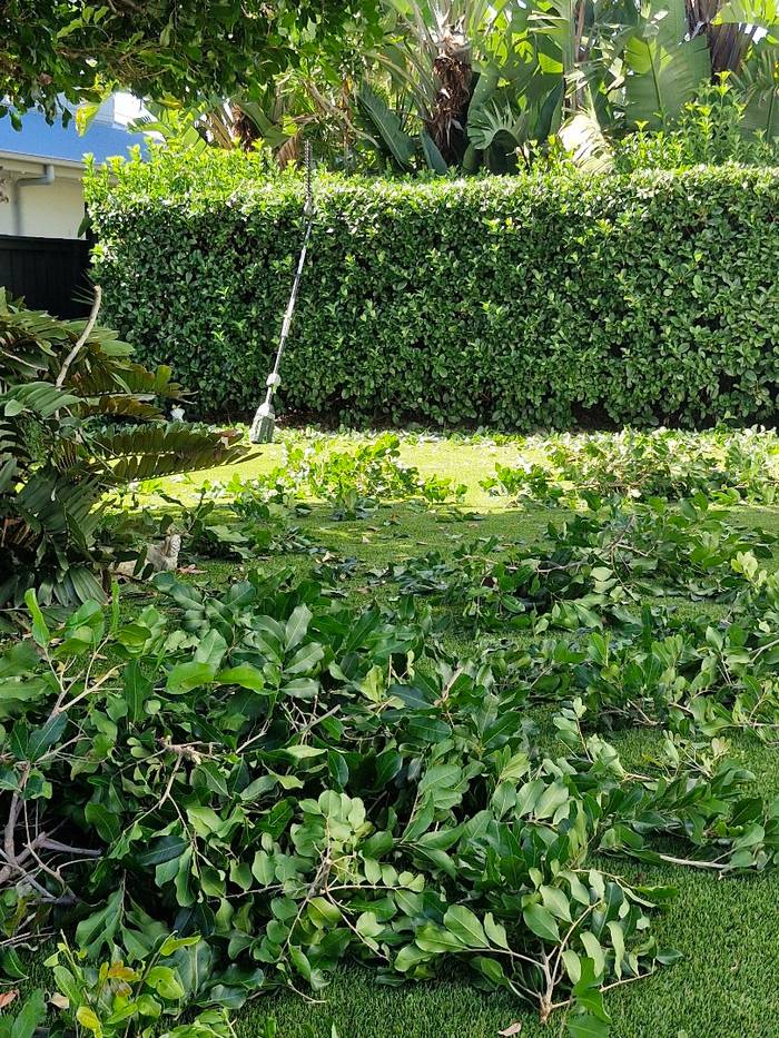 Garden green waste and hedge clippings cleared onto the lawn, ready to be taken away