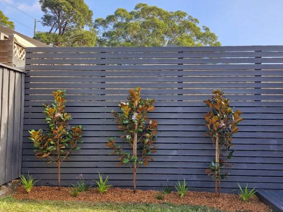Young trees planted in a freshly mulched garden bed against a slatted fence