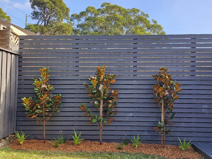 Young trees planted in a freshly mulched garden bed against a slatted fence