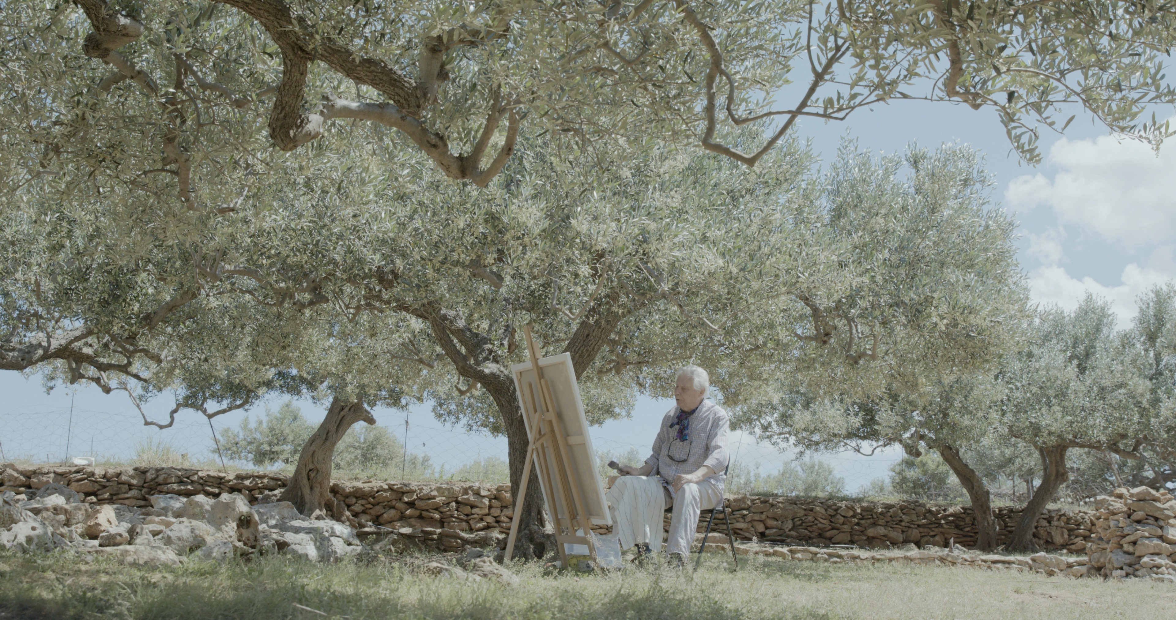 The olive grove on Brač where the film was shot