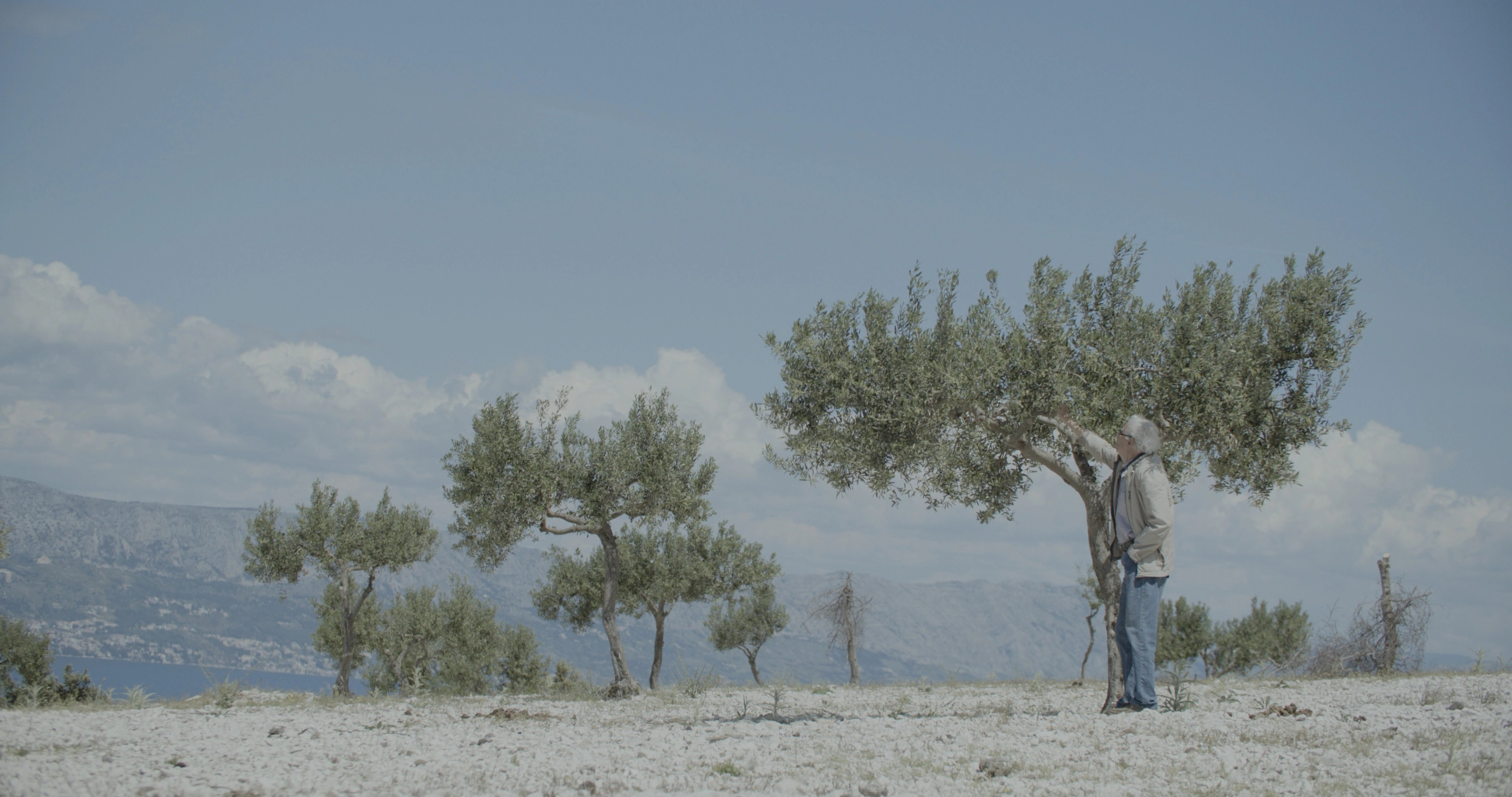 Frane Radak in the olive grove