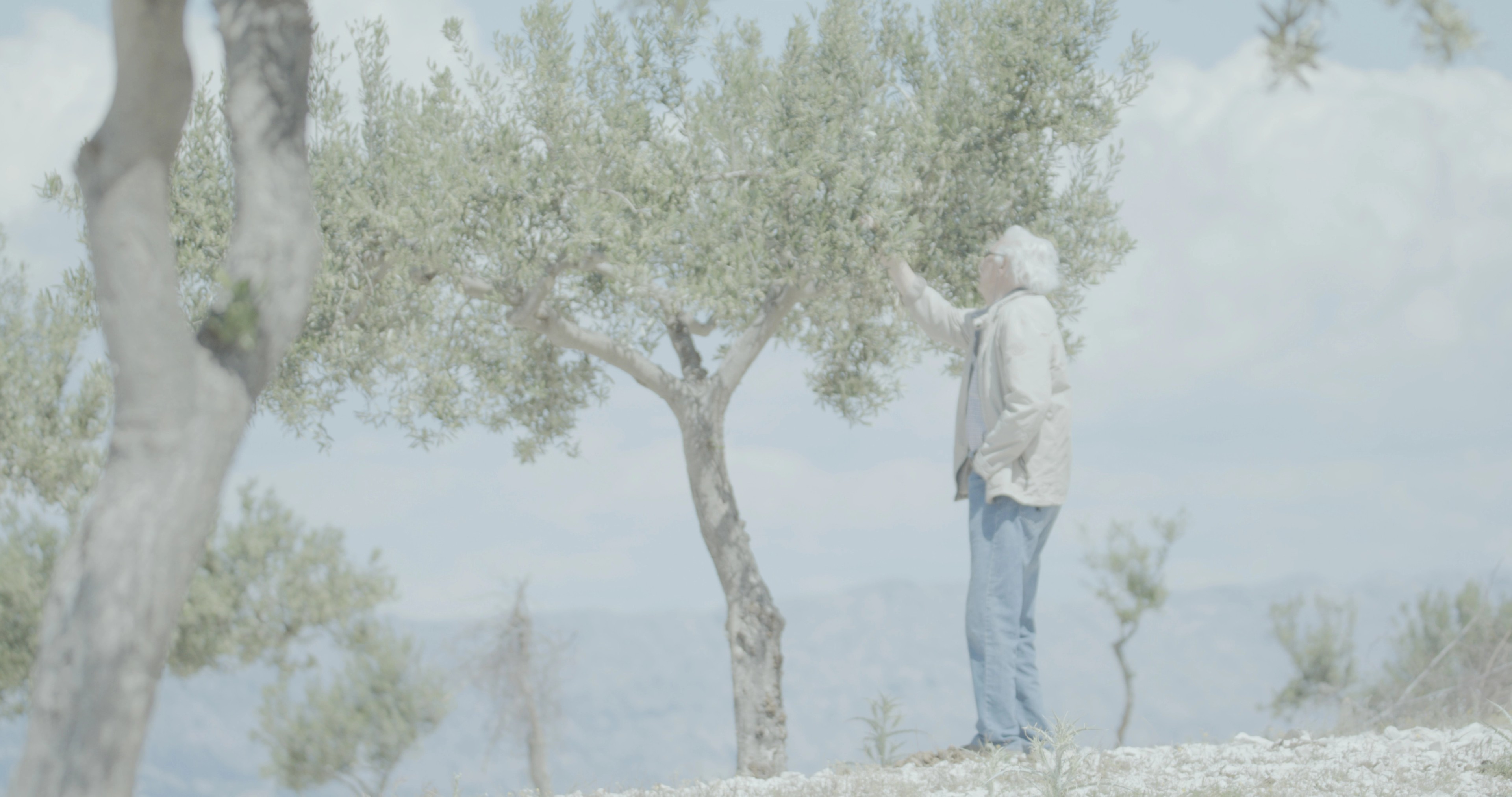 An olive tree on the island of Brač