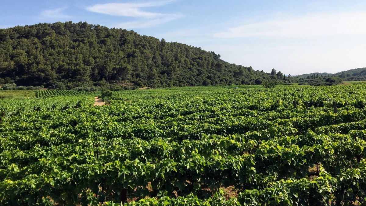 A view of a sprawling wine vineyard growing the local grk grapes on Korcula island in Croatia