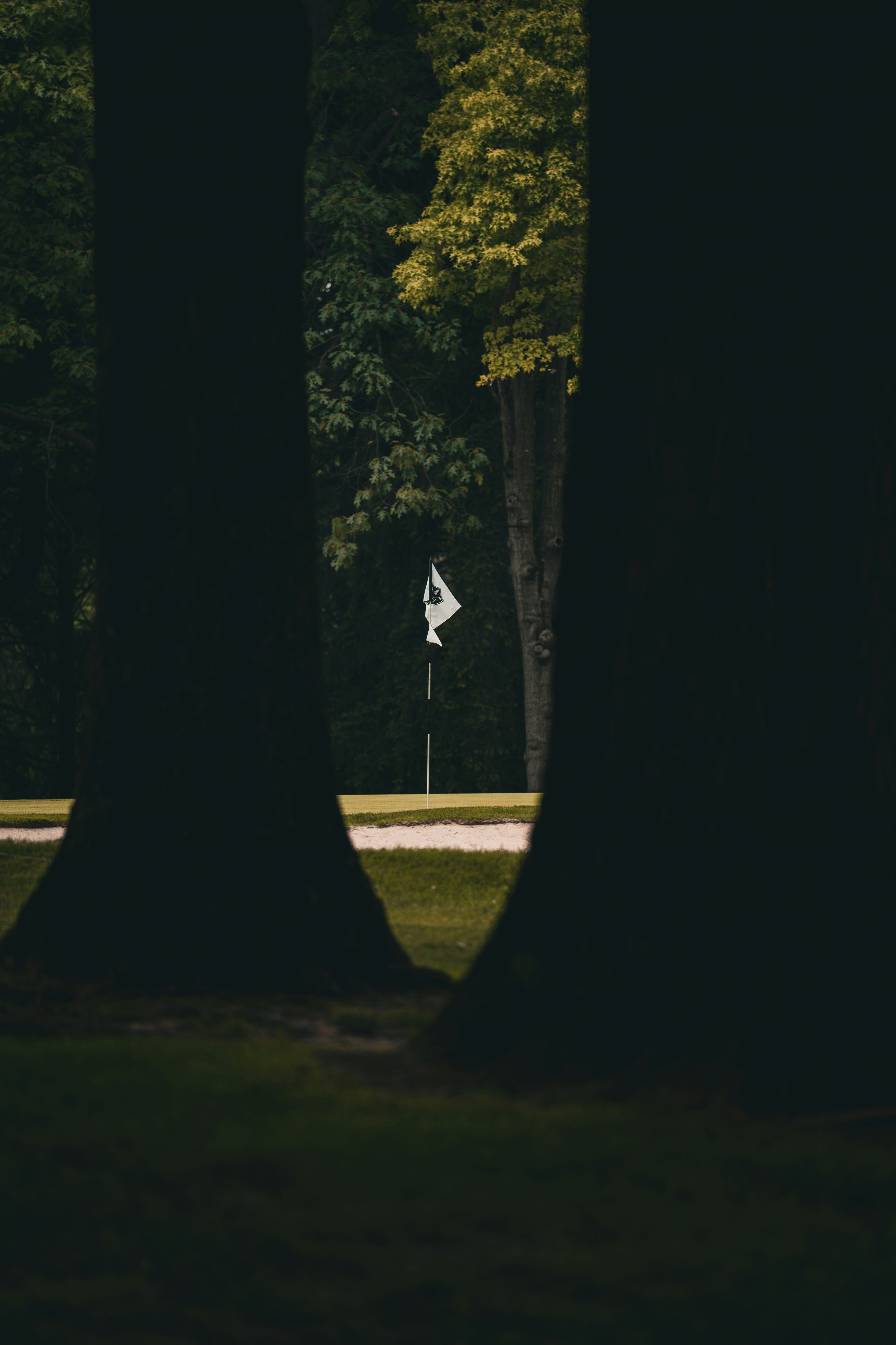 A white flag on a quiet green, seen between two dark tree trunks