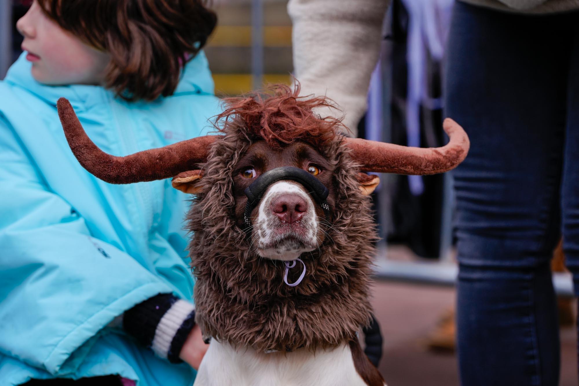 Dog wearing cow costume
