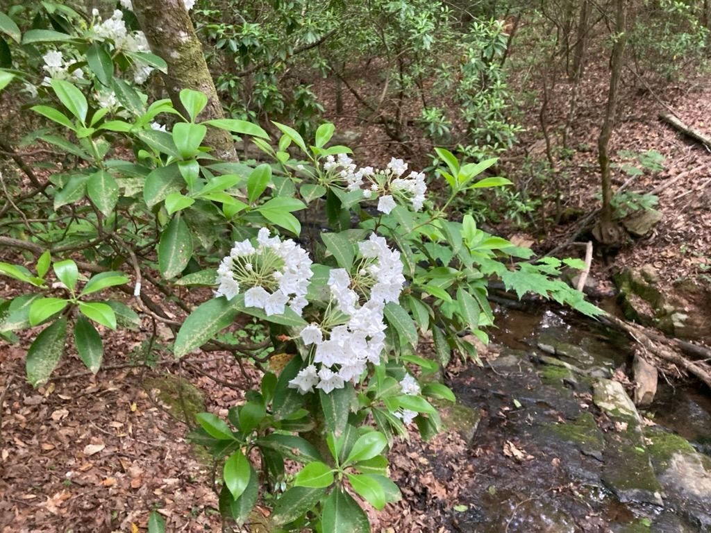 Mountain Creek Park