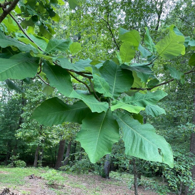 Big Leaf Slopes Park