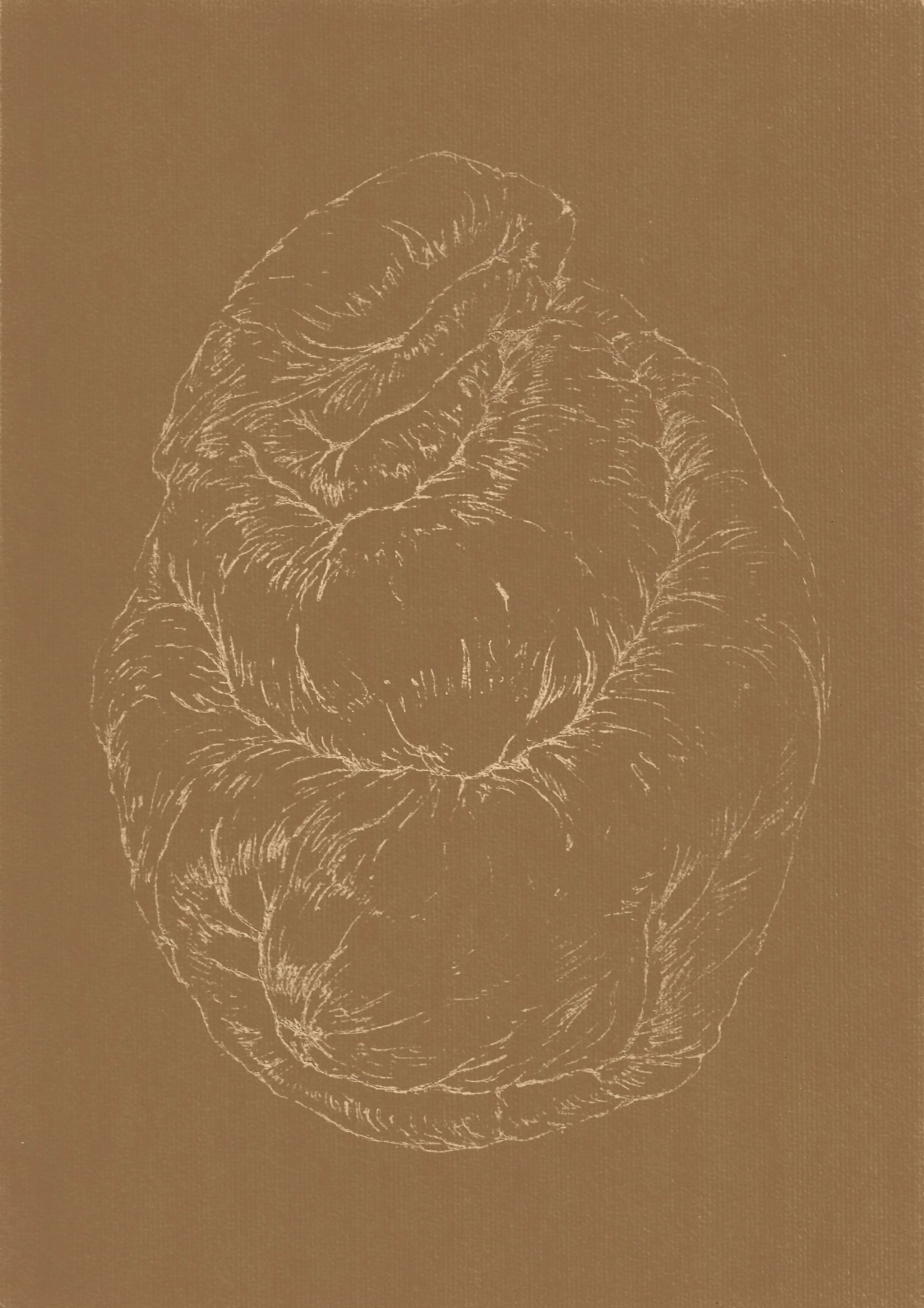 AFA_Resonancia-del-pliegue-7