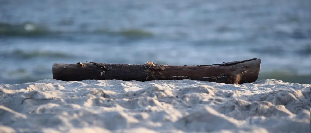 Driftwood resting on a wide white-sand beach at the end of summer