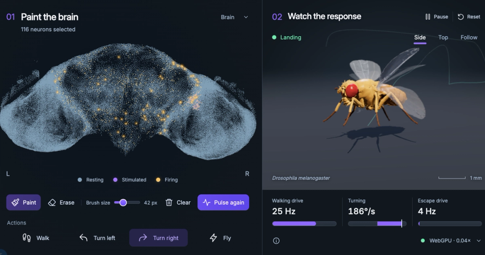 This split-screen digital interface displays an interactive biological simulation of a fruit fly (*Drosophila melanogaster*). The left side features a neural map under the heading "Paint the brain" with controls for stimulating neurons, while the right side shows a corresponding 3D render of the fly responding with movement metrics below.