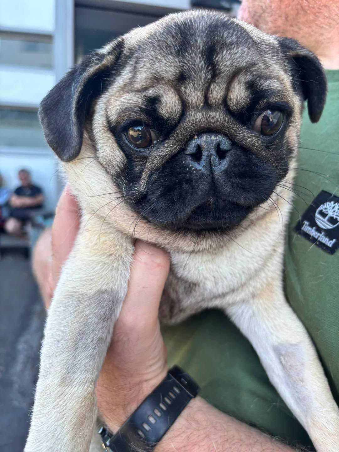 Baloo