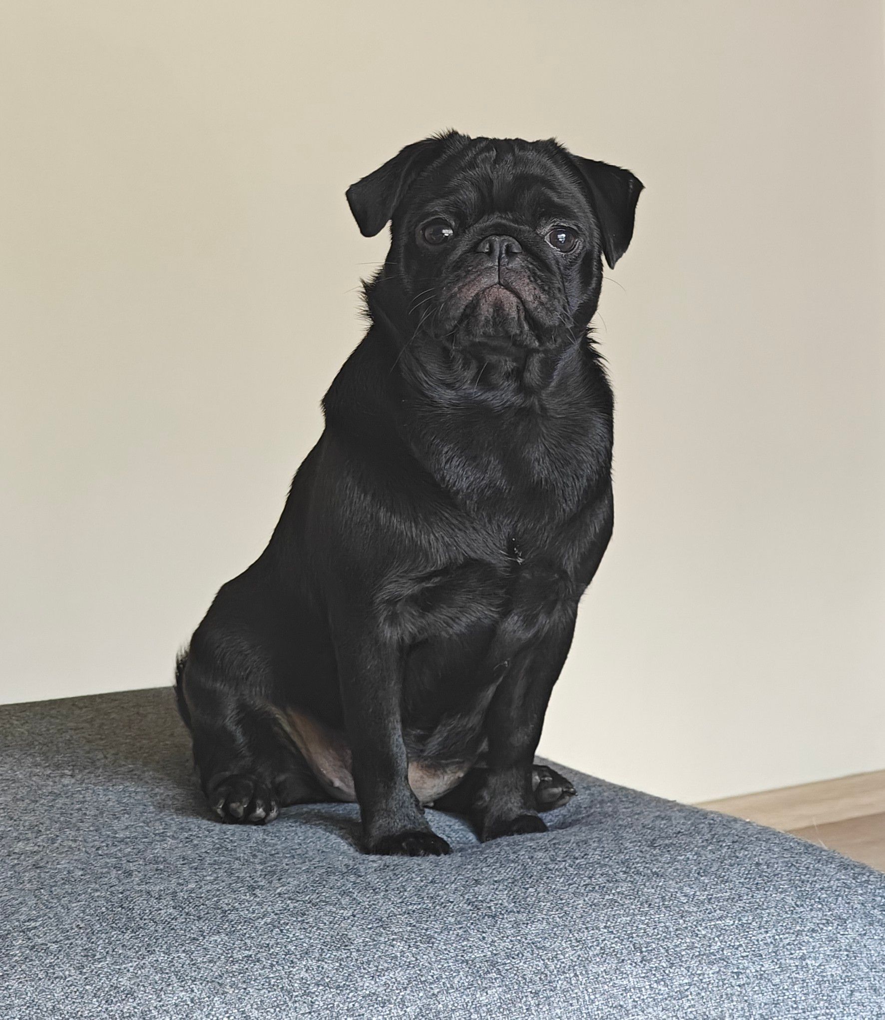 Photo de Barnabé