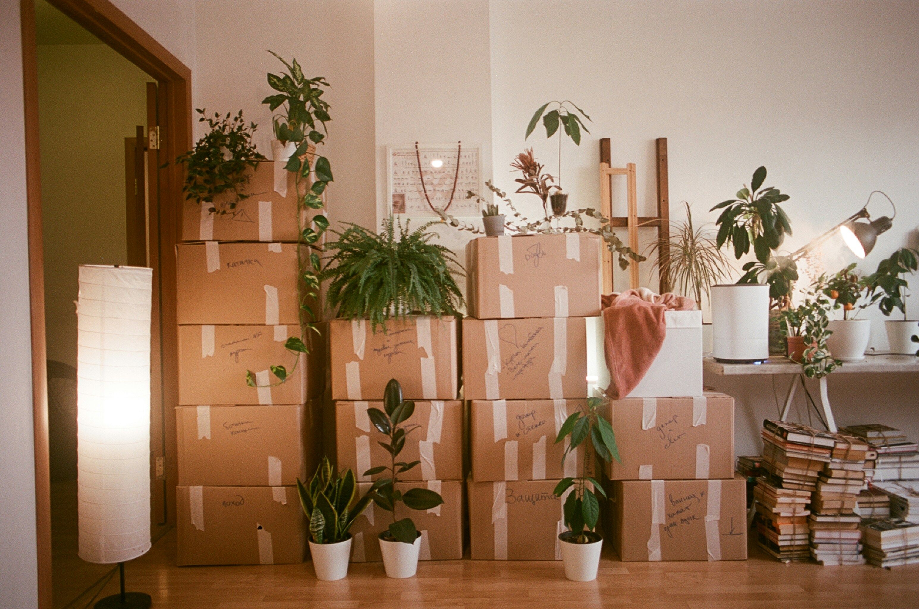 Stacked cardboard moving boxes with plants and books beside a floor lamp