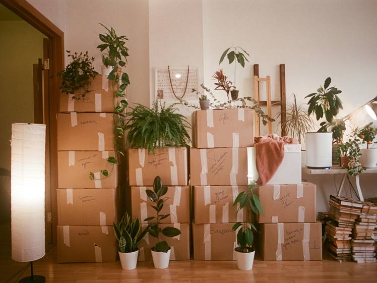 Stacked cardboard moving boxes with plants and books beside a floor lamp