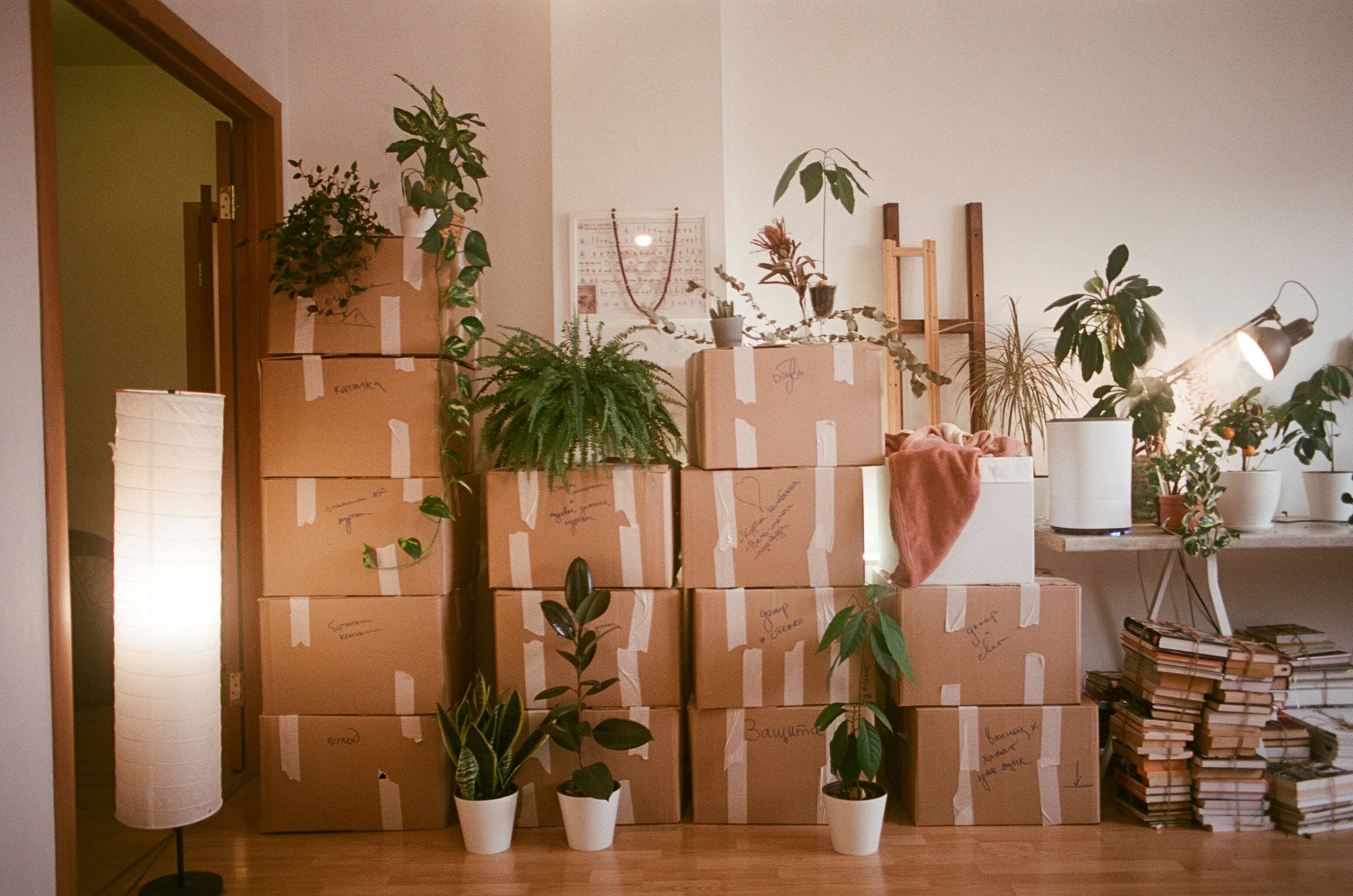 Stacked cardboard moving boxes with plants and books beside a floor lamp