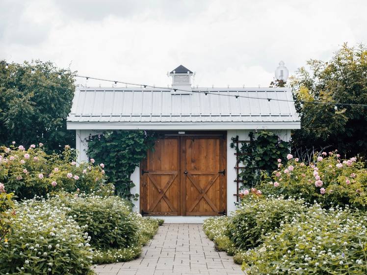 A paved path between hedges leading to a garden shed with double doors