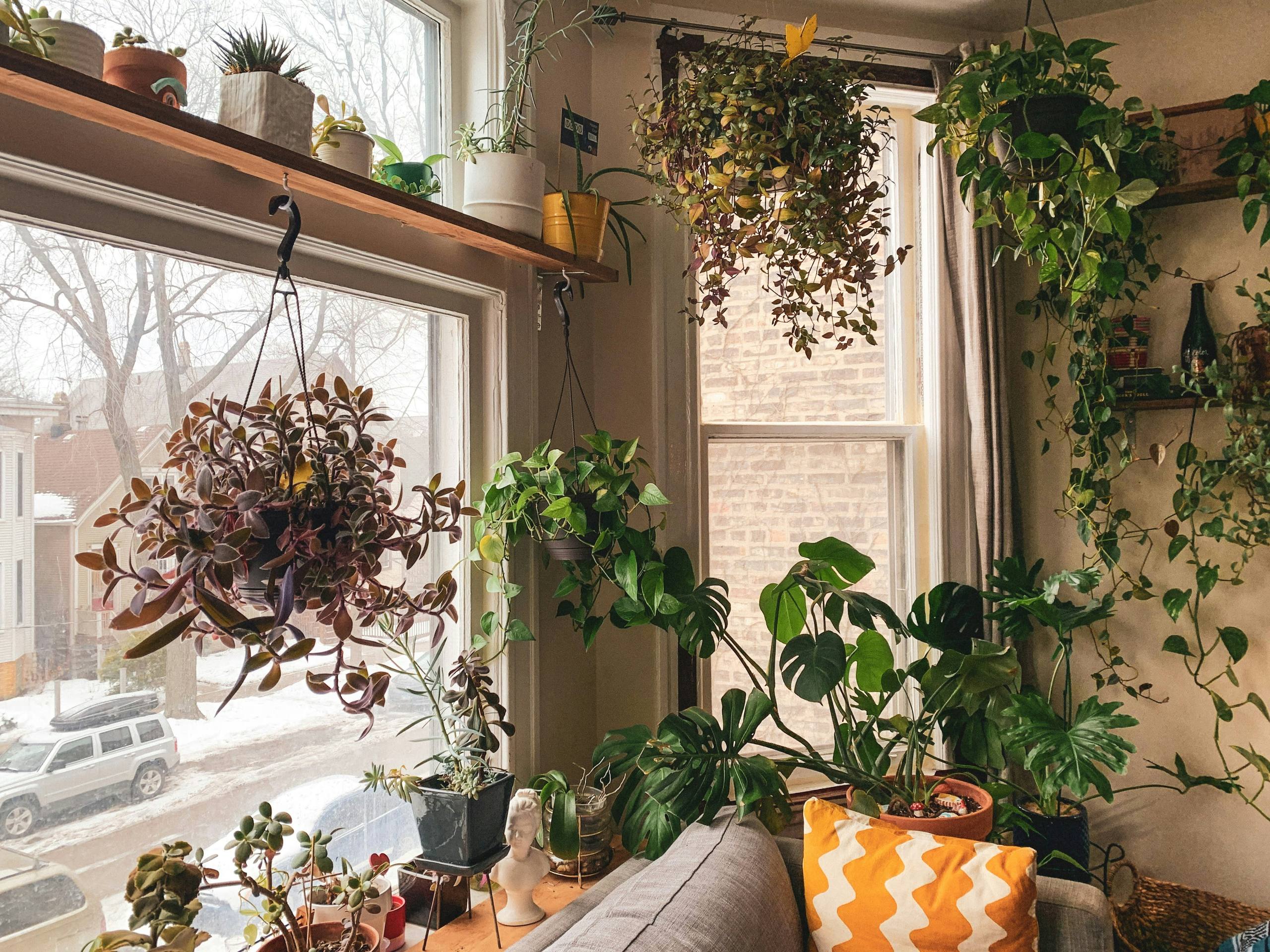 A living room full of plants, with a hanging basket by the window