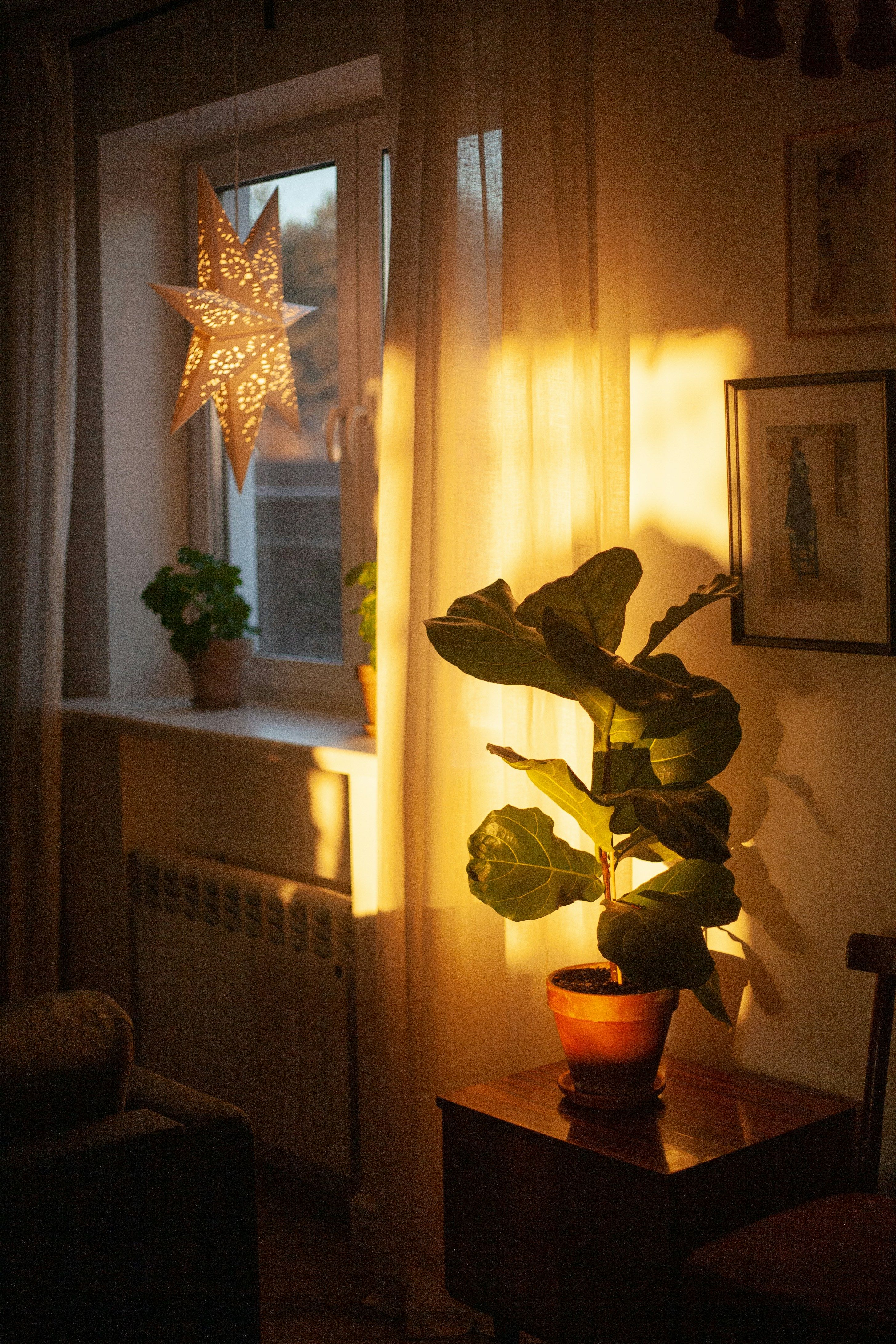 A sunlit corner with a paper star lamp, framed pictures and a potted plant