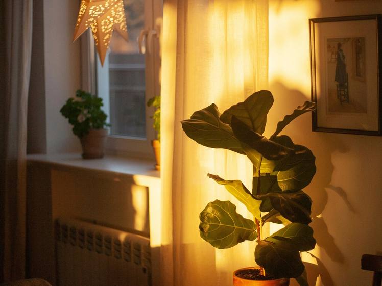 A sunlit corner with a paper star lamp, framed pictures and a potted plant
