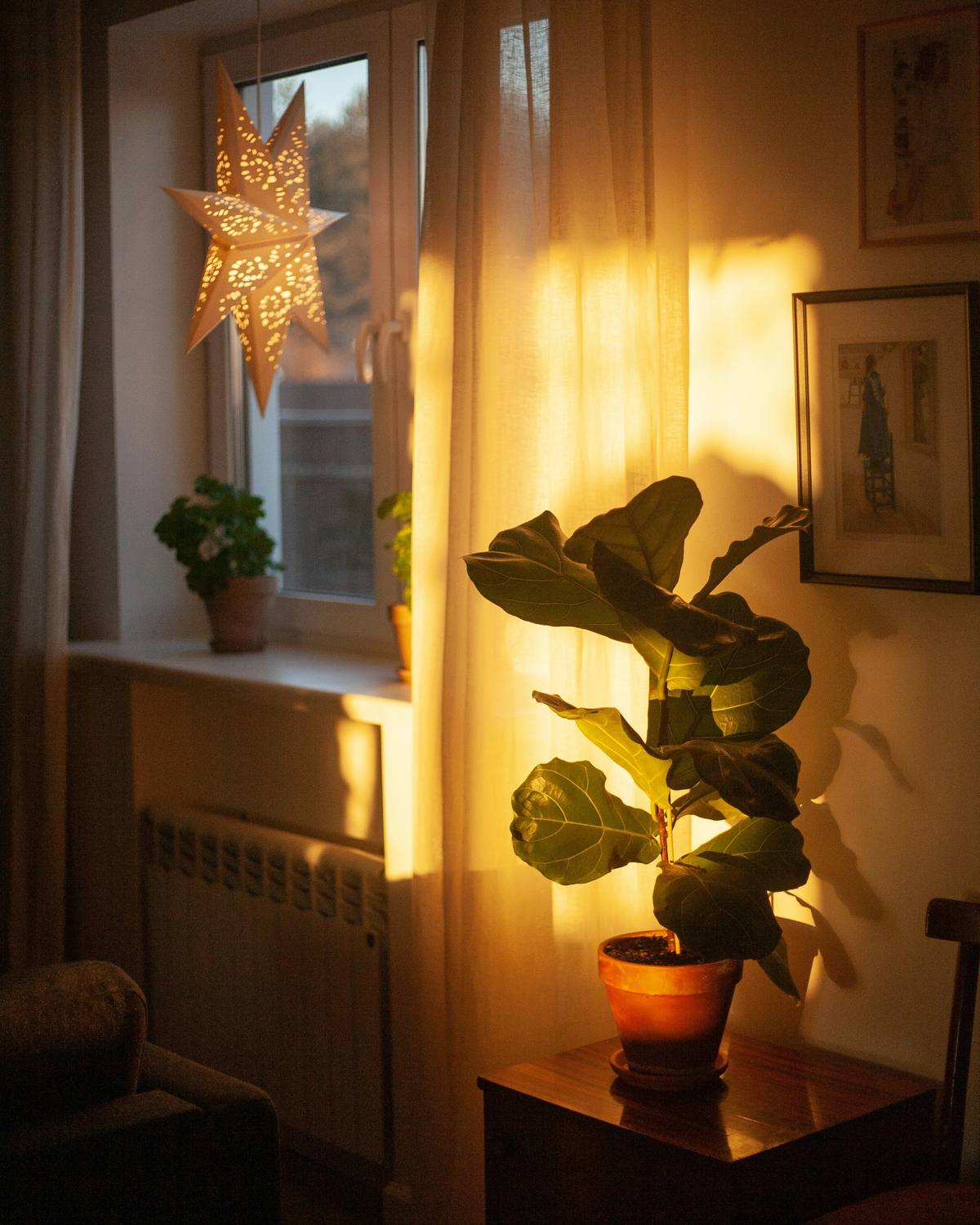A sunlit corner with a paper star lamp, framed pictures and a potted plant