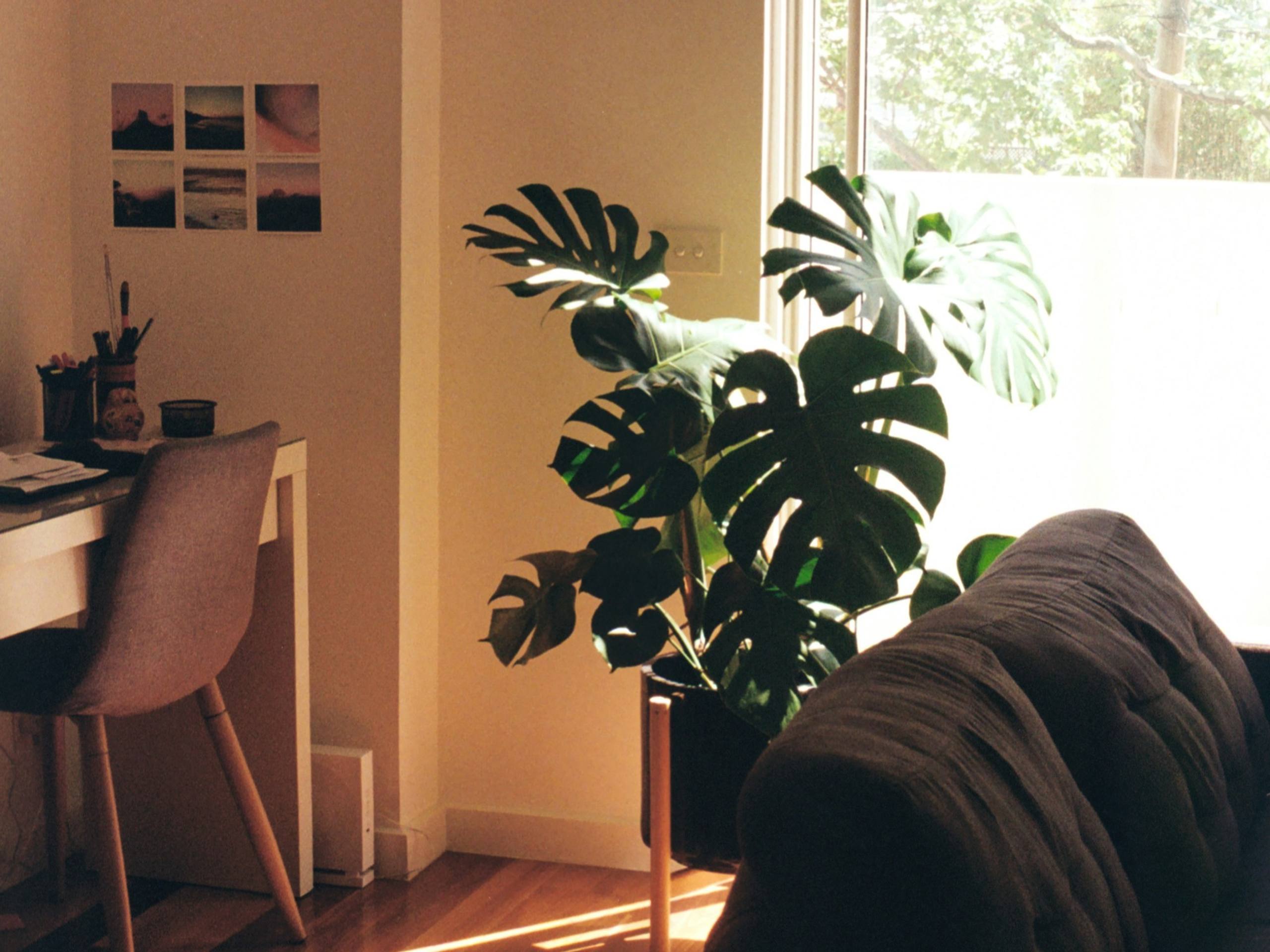 A spare room with a desk, a chair and a large monstera by the window