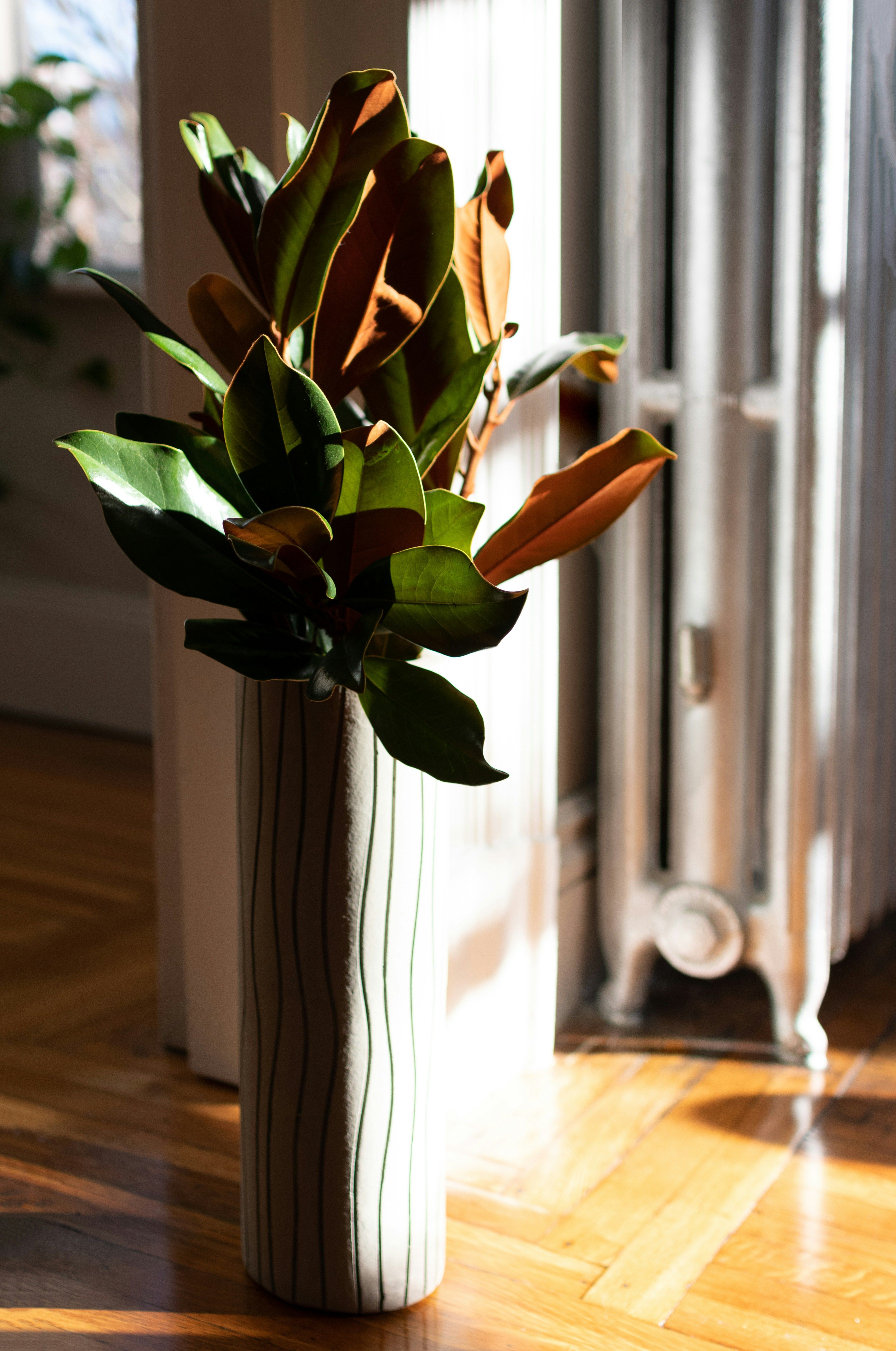 A vase of magnolia leaves on a wooden floor beside a radiator