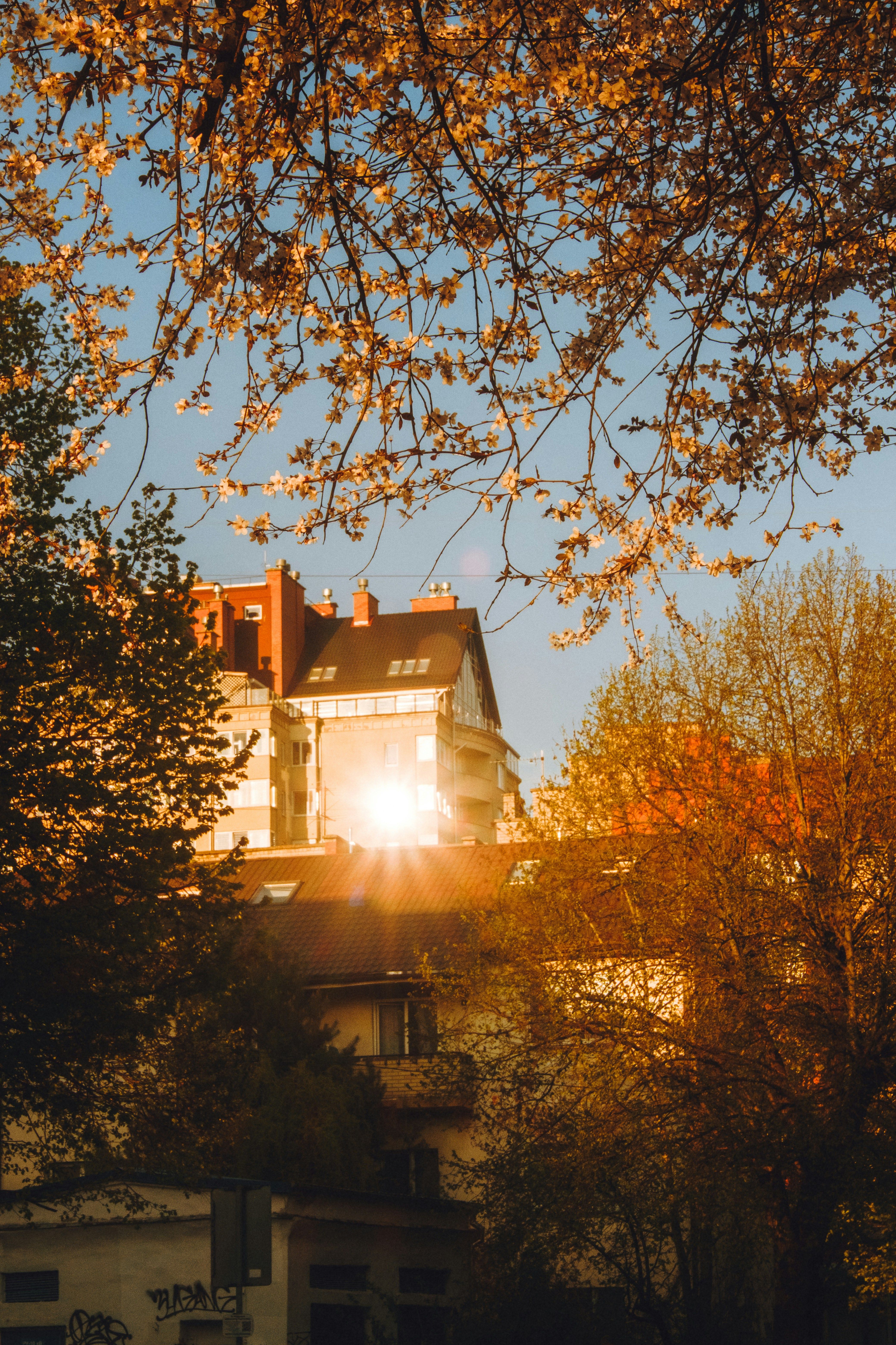 Autumn branches catching low sunlight in front of a house