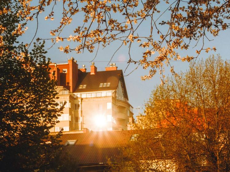 Autumn branches catching low sunlight in front of a house